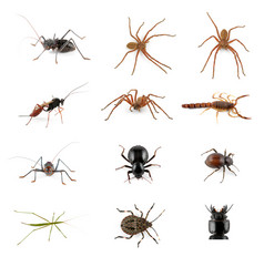 集合非洲无脊椎动物昆虫蜘蛛蝎子白色