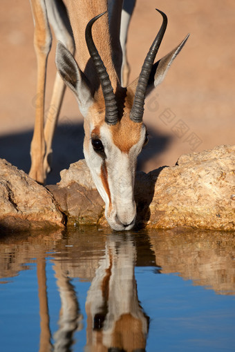 肖像跳羚羚羊Antidorcas袋<strong>动物喝水</strong>喀拉哈里沙漠沙漠南非洲
