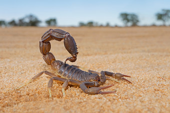 粒状thick-tailed蝎子parabuthusgranulatus喀拉哈里沙漠沙漠南非洲