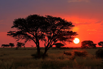 风景优美的非洲萨凡纳日落与的轮廓树和红色的天空南非洲
