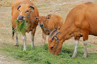 巴厘岛牛牛和小腿驯养的野生牛爪 哇banteng从巴厘岛印尼