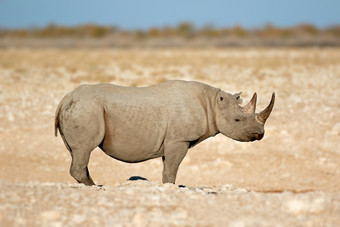 黑色的犀牛dicerosbicornis的干旱景观埃托沙国家公园纳米比亚