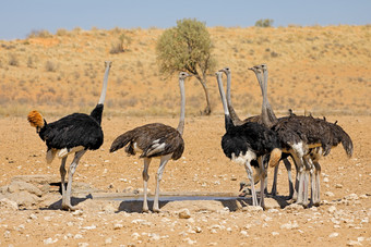 集团鸵鸟StruthioCamelus喝水水潭喀拉哈里沙漠沙漠南非洲
