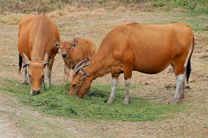 巴厘岛牛牛和小腿驯养的野生牛爪 哇banteng从巴厘岛印尼