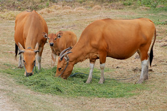 巴厘岛牛牛和小<strong>腿</strong>驯养的野生牛爪 哇banteng从巴厘岛印尼