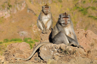 巴厘岛的长尾<strong>猴子猴子</strong>。fascicularis坐着岩石乌布巴厘岛印尼