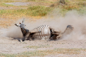 平原斑马科仕布尔切利滚动灰尘安博塞利国家公园肯尼亚