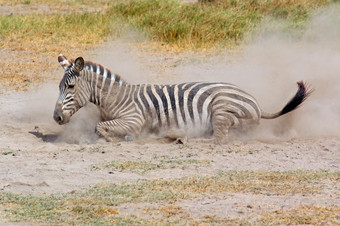 平原斑马科仕布尔切利滚动灰尘安博塞利国家公园肯尼亚