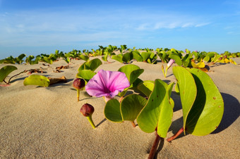 海滩早....荣耀番薯佩斯-卡普拉与色彩斑斓的花南非洲