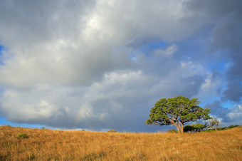 非洲萨凡纳景观与树草原与多云的天空南非洲