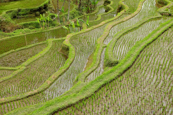风景优美的视图的郁郁葱葱的绿色tegallalang大米梯田乌布巴厘岛印尼