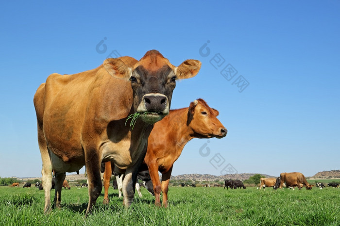 低角视图乳制品牛放牧郁郁葱葱的绿色牧场对清晰的蓝色的天空