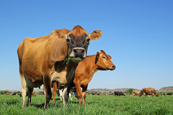 低角视图乳制品<strong>牛</strong>放牧郁郁葱葱的绿色牧场对清晰的蓝色的天空