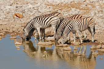 平原斑马科仕布尔切利喝水埃托沙国家公园纳米比亚