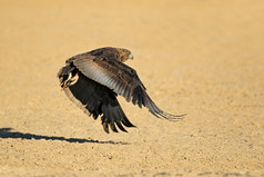 不成熟的巴特勒鹰特拉索皮乌斯ecaudatus飞行南非洲
