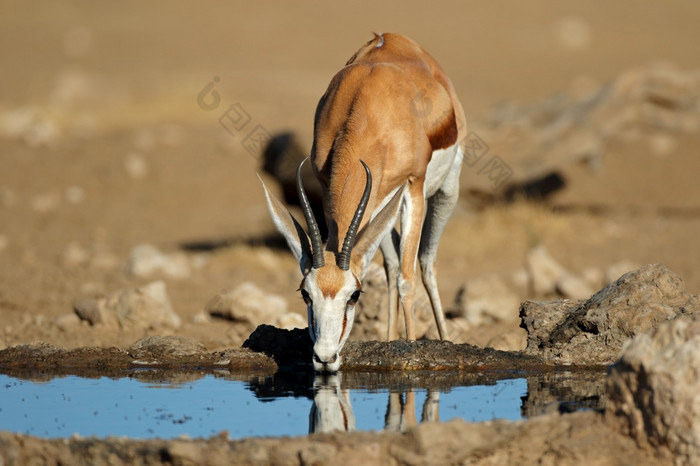 跳羚羚羊Antidorcas袋动物喝水水潭喀拉哈里沙漠沙漠南非洲
