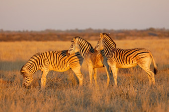 平原<strong>斑马</strong>科仕布尔切利晚些时候下午光莫卡拉国家公园南非洲