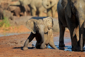 可爱的婴儿非洲<strong>大象</strong>学名Loxodonta非洲玩泥氧化<strong>大象</strong>国家公园南非洲