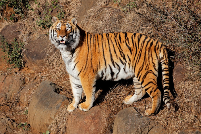 警报孟加拉老虎豹属tigris孟加拉早期早....光
