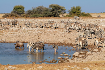 <strong>斑马</strong>科仕布尔切利和羚羊的一种和水潭埃托沙国家公园纳米比亚
