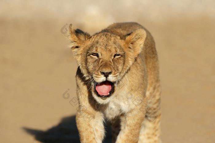 小非洲狮子幼崽豹属利奥喀拉哈里沙漠沙漠南非洲