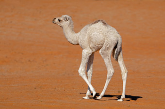 小骆驼小腿走沙漠沙子沙丘阿拉伯半岛