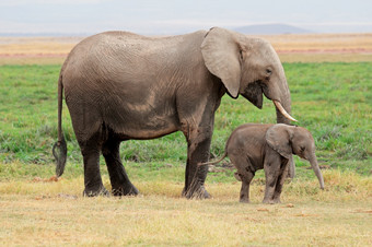 非洲大象学名Loxodonta非洲牛与年轻的小腿安博塞利国家公园肯尼亚
