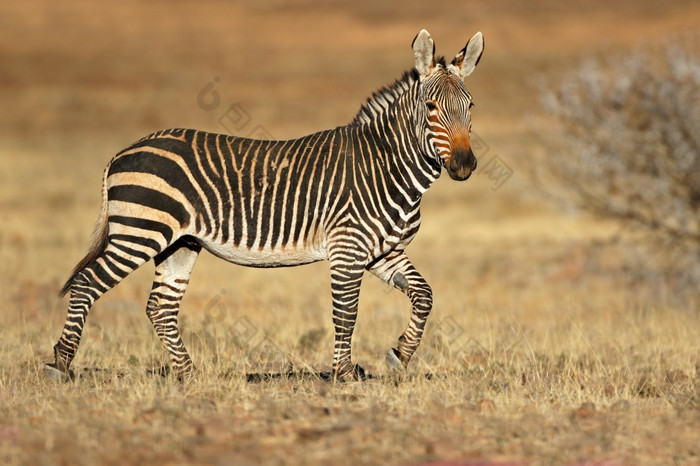 角山斑马科仕斑马自然栖息地山斑马国家公园南非洲