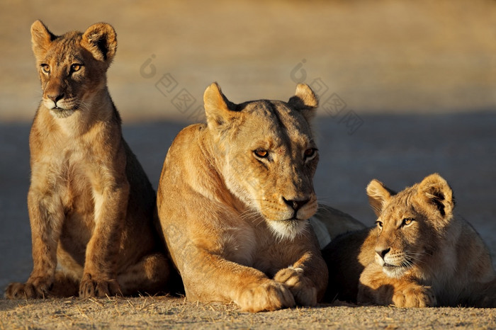 母狮与幼崽豹属利奥早期早....光喀拉哈里沙漠沙漠南非洲
