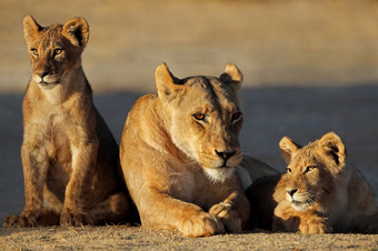 母狮与幼崽豹属利奥早期早....光喀拉哈里沙漠沙漠南非洲