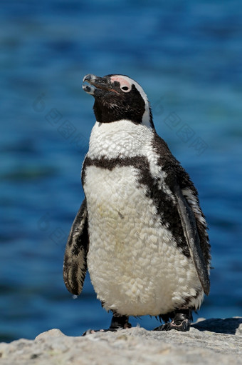 非洲<strong>企鹅</strong>spheniscus德梅勒斯沿海岩石西方角南非洲