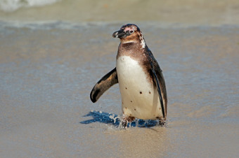 年轻的非洲<strong>企鹅</strong>spheniscus德梅勒斯的海滩西方角南非洲