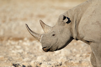 肖像黑色的犀牛dicerosbicornis埃托沙国家公园纳米比亚