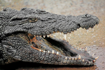 肖像大尼罗河鳄鱼Crocodylusniloticus与开放大白鲨南非洲