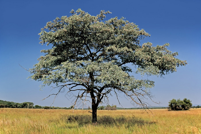 银cluster-leaf榄仁树属sericea草原对蓝色的天空南非洲