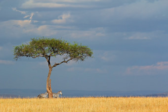 平原<strong>斑马</strong>科仕布尔切利和树草原马赛玛拉国家储备肯尼亚