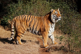 警报孟加拉老虎豹属孟加拉早期早光