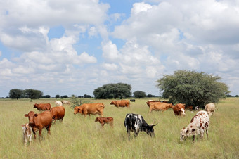 群自由放养的牛放牧草原农村<strong>农场</strong>南非洲
