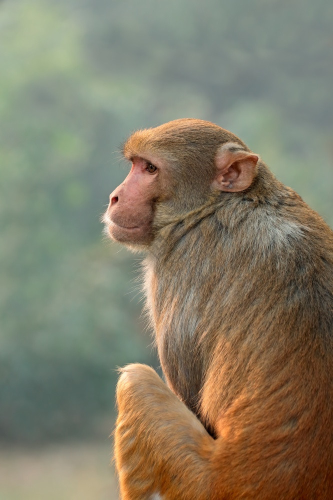 肖像恒河短尾猿猴子猴子穆拉塔印度图片