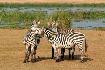 平原斑马科仕布尔切利自然栖息地安博塞利国家公园肯尼亚
