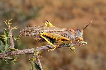 棕色（的）蝗虫locustanapardalina坐着分支南非洲