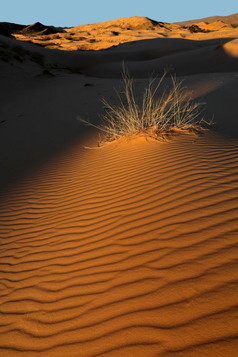 草变形沙子沙丘晚些时候下午光喀拉哈里沙漠沙漠南非洲