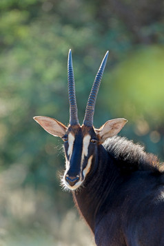 肖像濒临灭绝的紫貂羚羊Hippotragus尼日尔南非洲