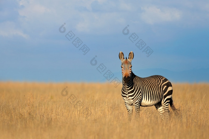 角山斑马科仕斑马开放草原山斑马国家公园南非洲