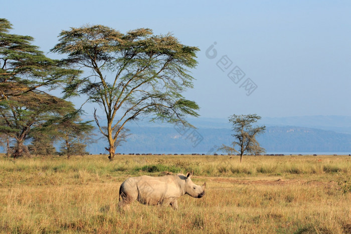 白色犀牛钇模拟开放草原湖纳库鲁国家公园肯尼亚