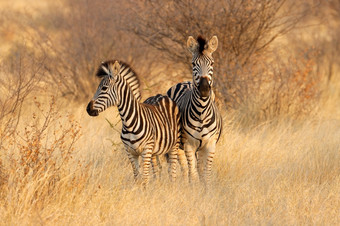 两个平原斑马科仕布尔切利自然栖息地南非洲