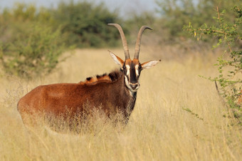 紫貂羚羊Hippotragus<strong>尼日尔</strong>自然栖息地南非洲