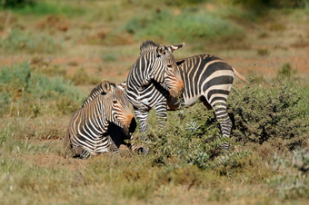 角山斑马科仕斑马自然栖息地山斑马国家公园南非洲