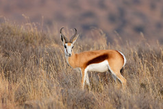 跳羚羚羊Antidorcas袋动物草原莫卡拉国家公园南非洲
