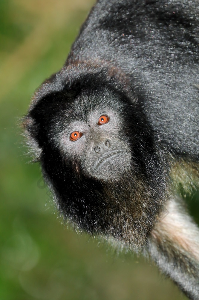 肖像黑色的吼猴子阿鲁阿塔卡拉亚自然栖息地